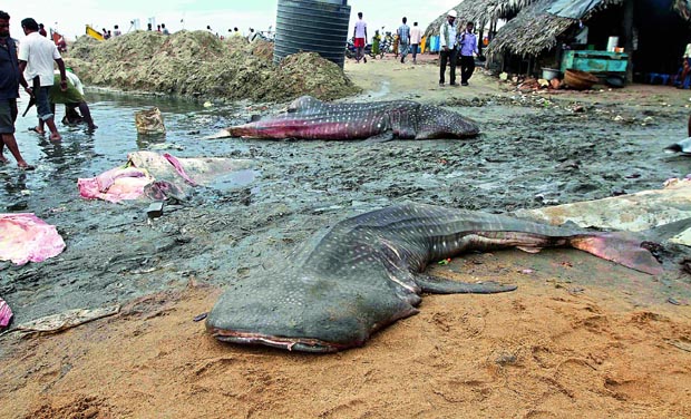 The carcasses of whale sharks found at Kakinada Coast. The carcasses of whale sharks found at Kakinada Coast.